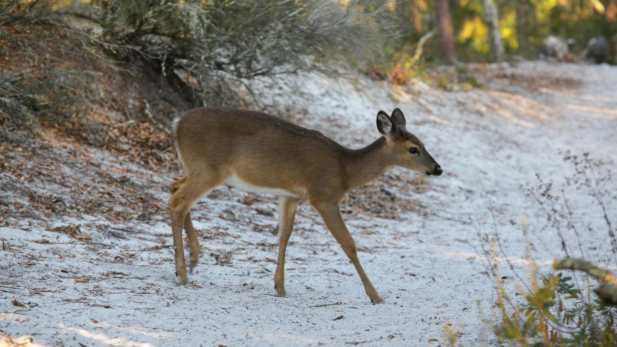 Eastern Shores 211 Santa Rosa Beach Luaran gambar